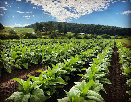 Overview of premium cigar tobacco regions